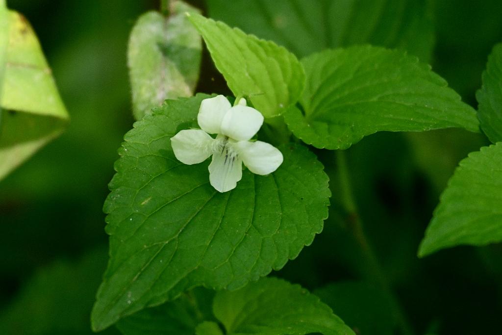 2025-06169028 Acton Arboretum, MA.JPG